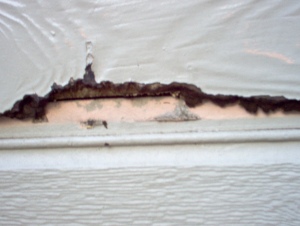 Damaged siding showing visible mold growth behind